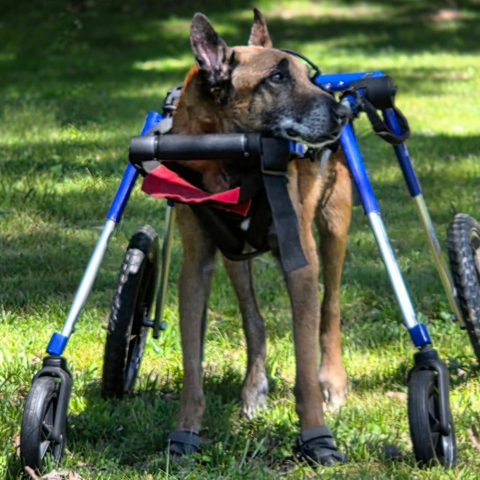 Elijah, a senior disabled Belgian Malinois, during daily mobility care