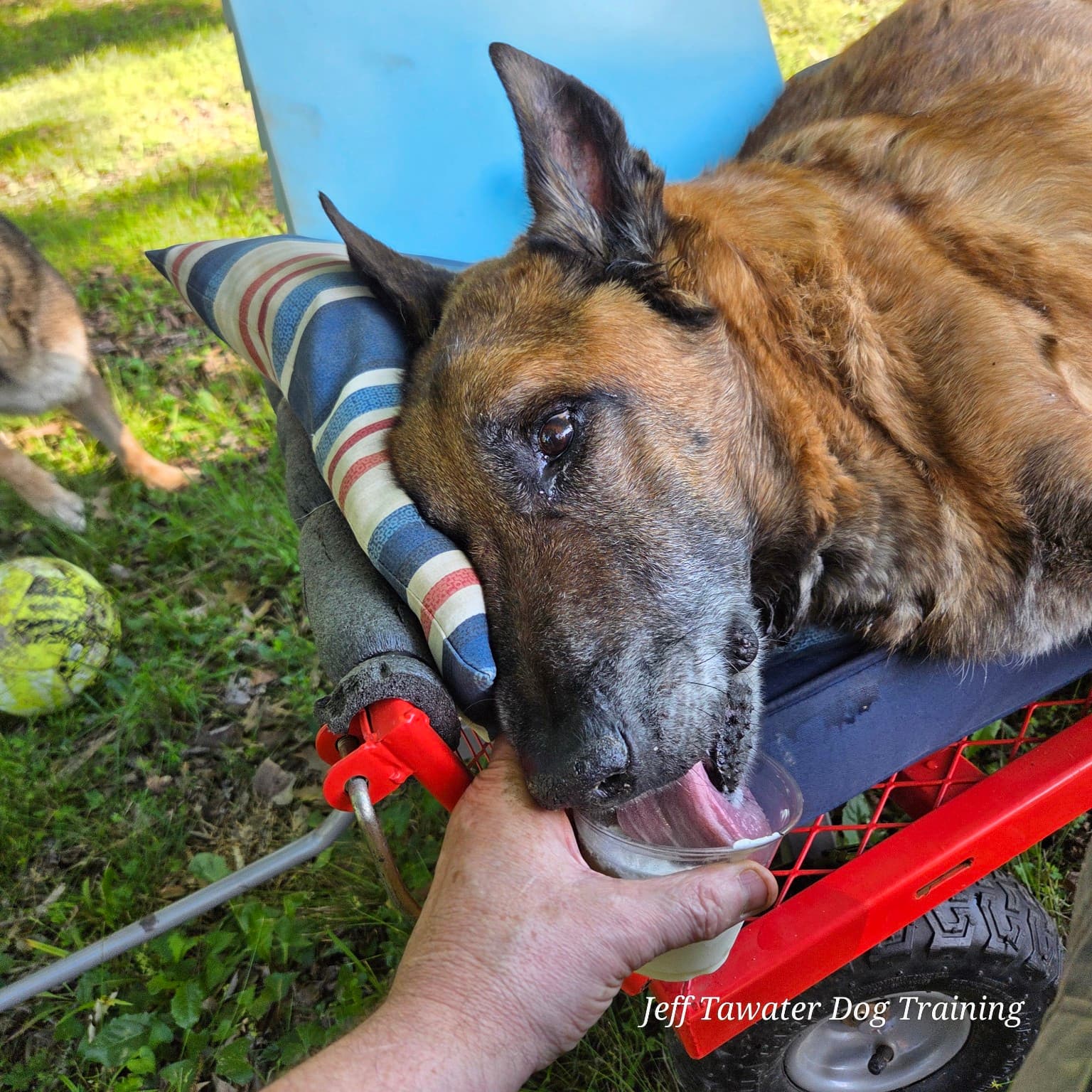 Elijah resting comfortably during his senior disabled-dog daily care routine