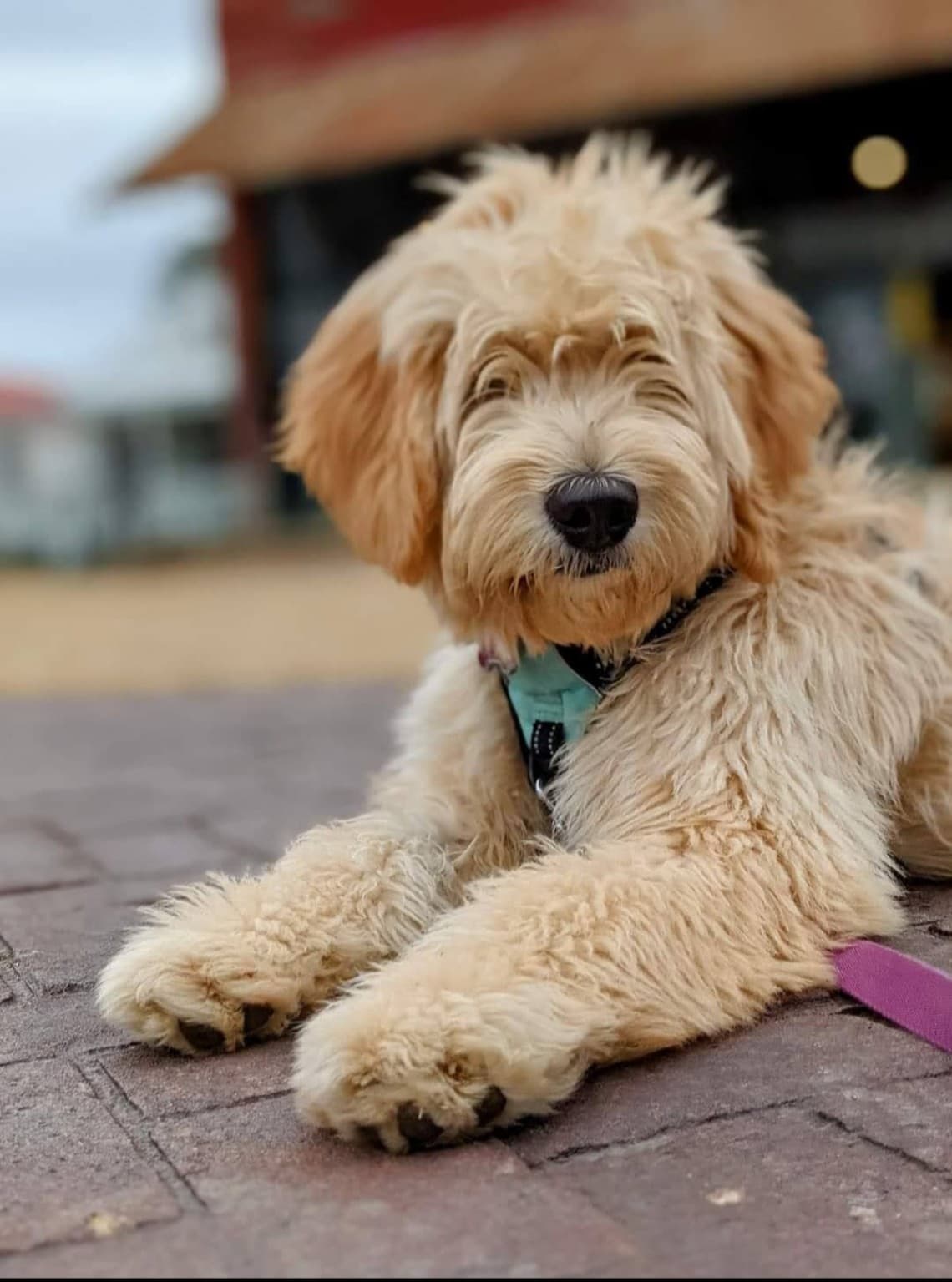 Puppy practicing calm manners with positive reinforcement