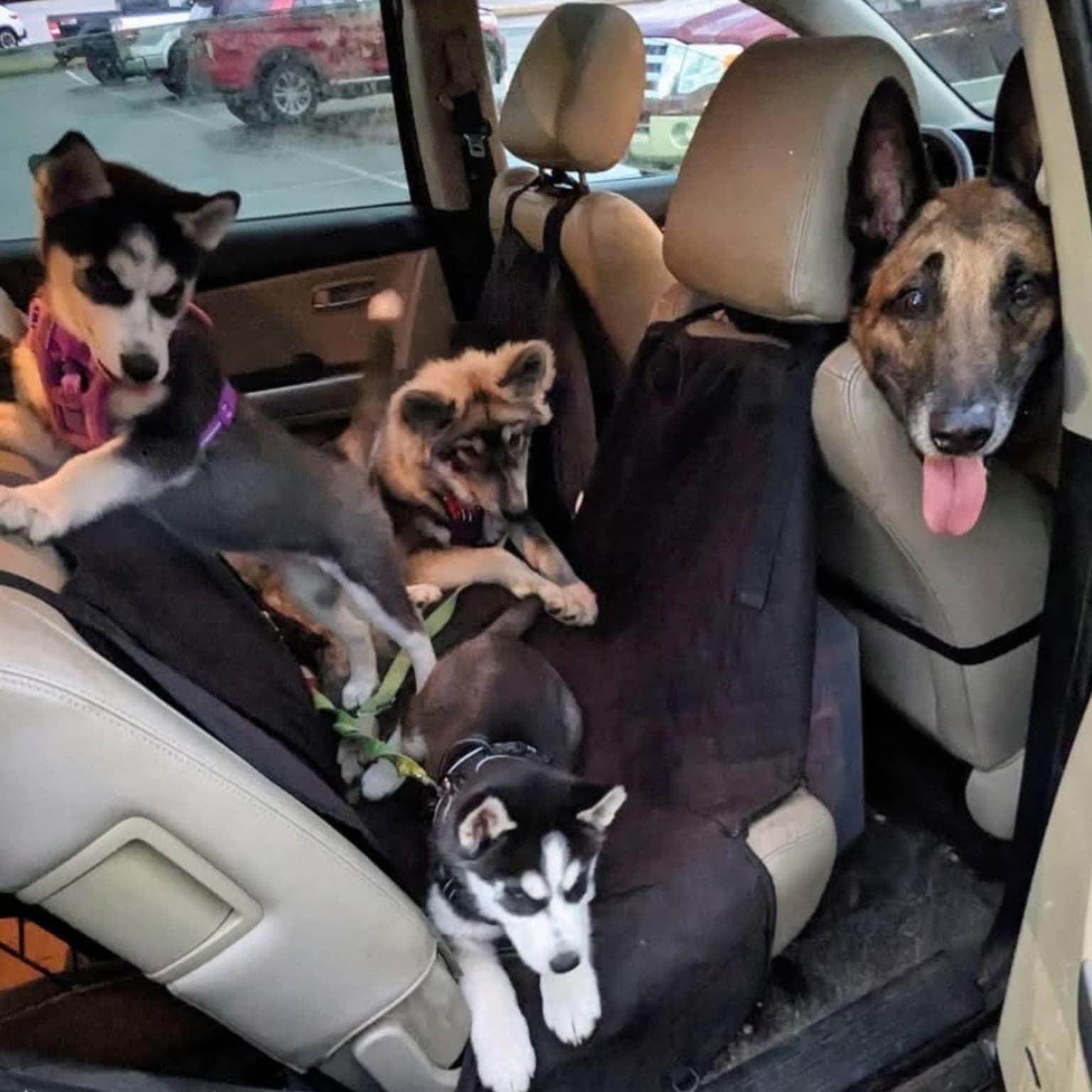 Young puppy on a calm socialization outing