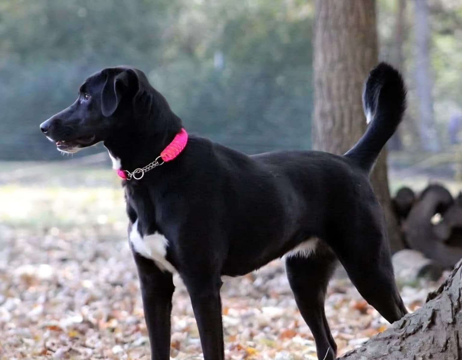 Rescue dog practicing calm adjustment training with a person