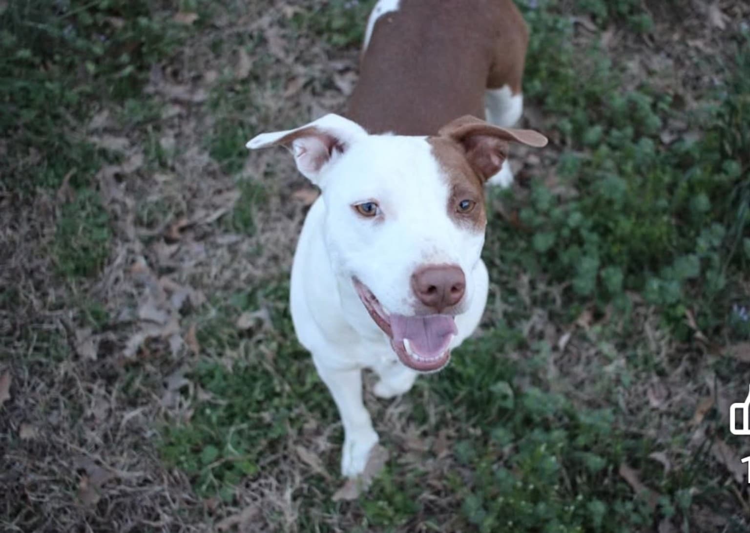 Relaxed rescue dog enjoying a calm moment outdoors
