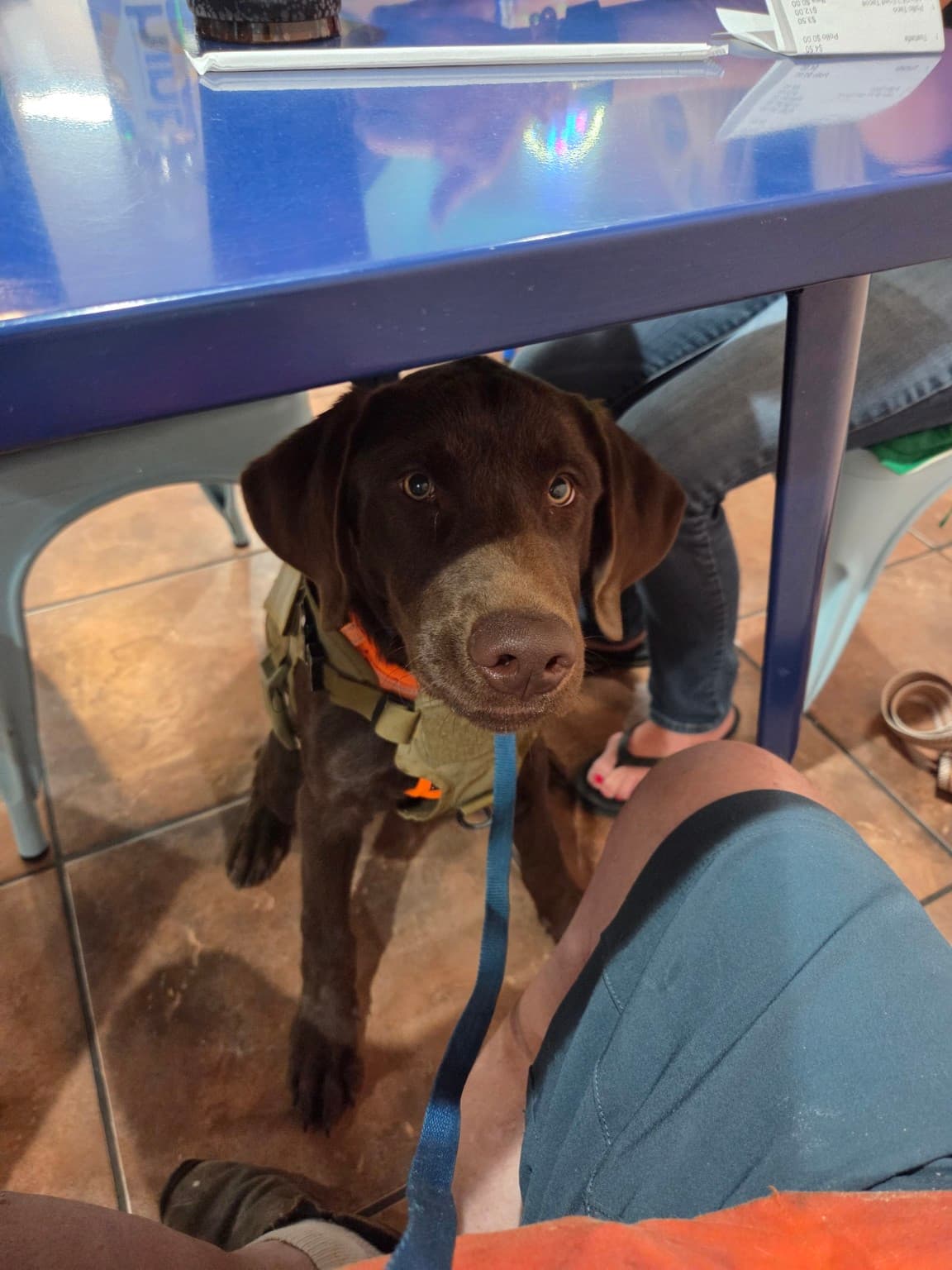Service dog practicing a calm public settle under a table